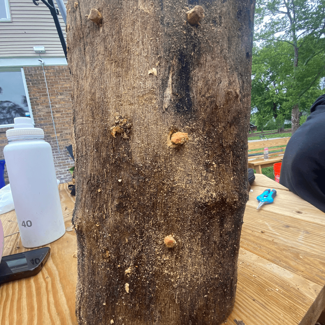 Mushroom Cultivation Course session 2
